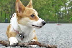 doggyography:  My stick!  