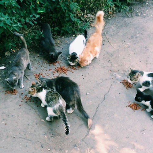 sidbrady: So many #cats #vsco #vscocam Discovered via brickflow.com