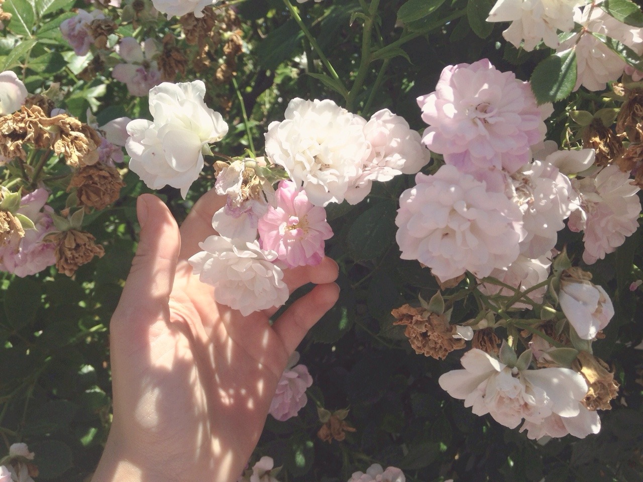 underwata:  flower girl 