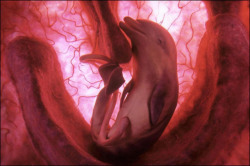 National Geographic  Documentary called “Extraordinary Animals in the Womb”