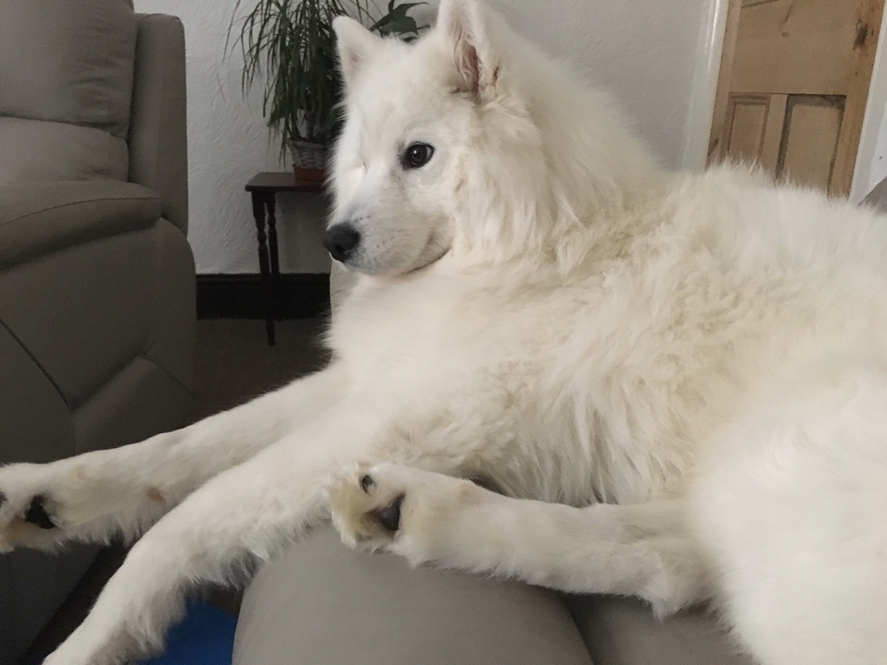 cloudthesamoyed:  floofy long legs