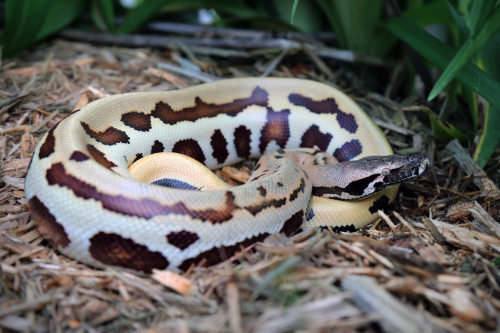 hellyeahsnakes:Brongersma’s short-tailed python Photo by Daniel Hinrichsen 