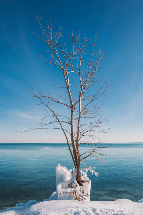 Winter TreeToronto, Canada