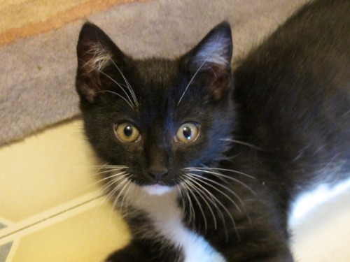 ohnopicturesofanothercat: Just met the next door neighbor’s kitten, Harley, and had my finger 