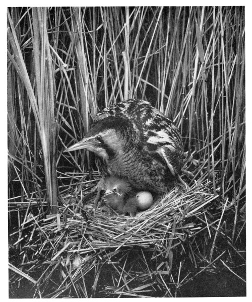 adelphe:The Bittern by Walter E. HighamThe Year’s Photography 1956, The Royal Photographic Society