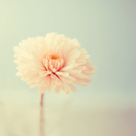 Flower en We Heart It. http://weheartit.com/entry/74697202/via/EmeraldEmpire