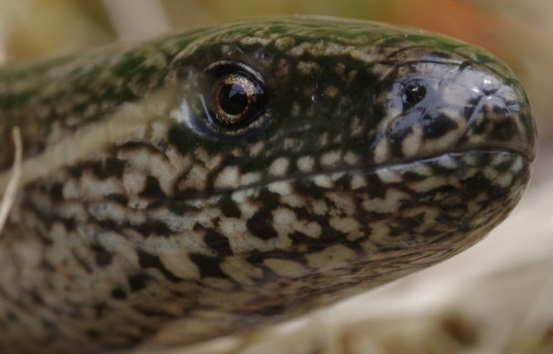 A slow worm - Anguis fragilis. Close to, they look like they’re made of polished granite.