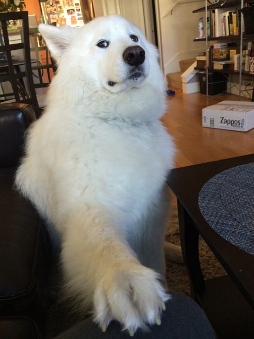 skookumthesamoyed: skookumthesamoyed: Skookum sees what you’re up to and is very disappointed JU