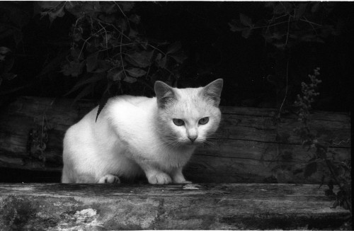 b&w photo of a cat looking grumpy