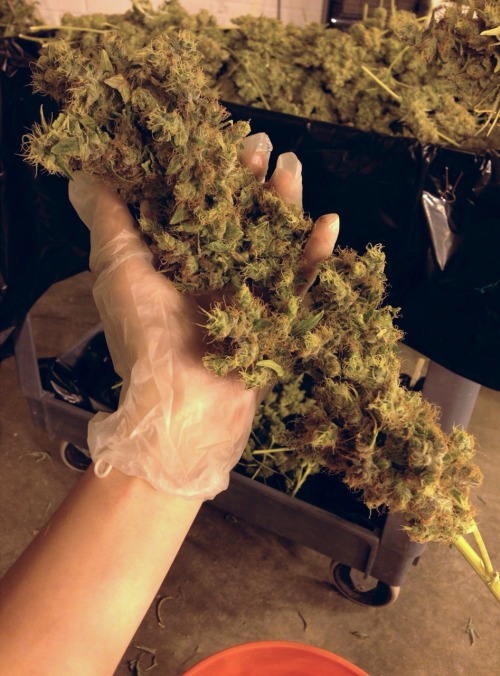 Porn Pics pinupmodsandank:  Biggest flower I pre-trimmed