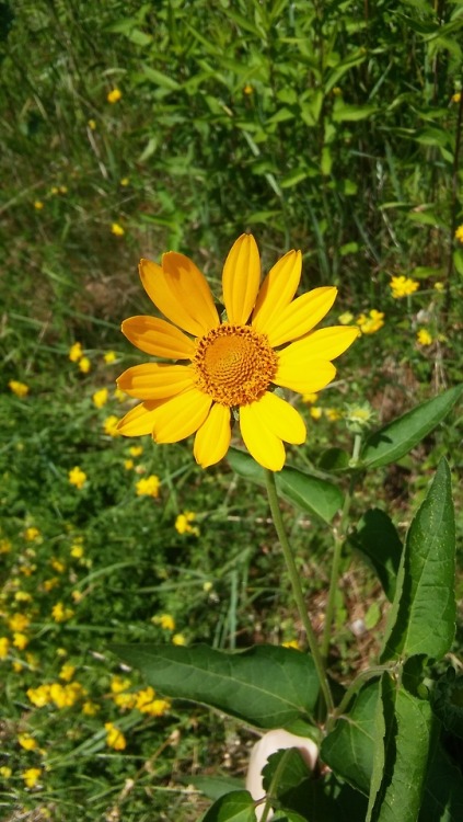 halorichie:  yellow flowers i photographed