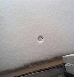 haha-woww:  lolfactory:  The cutest “nope”