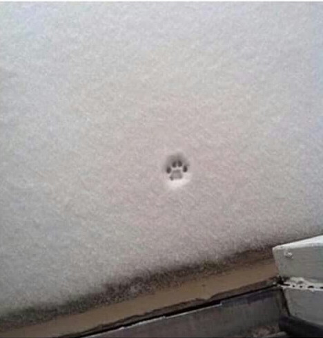 haha-woww:  lolfactory:  The cutest “nope” there ever was.☆ funny tumblr ☆ funny reblogs  haha…. woww….