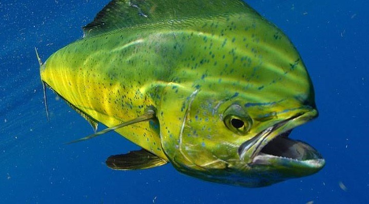 A Common Dolphinfish (Coryphaena hippurus) aka Mahi Mahi swims through the South Atlanticphotograph via: NOAA Fisheries Service