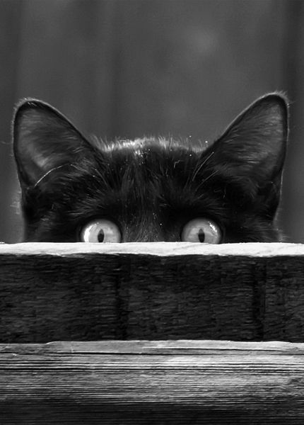 I didn’t do it. I wasn’t even there…