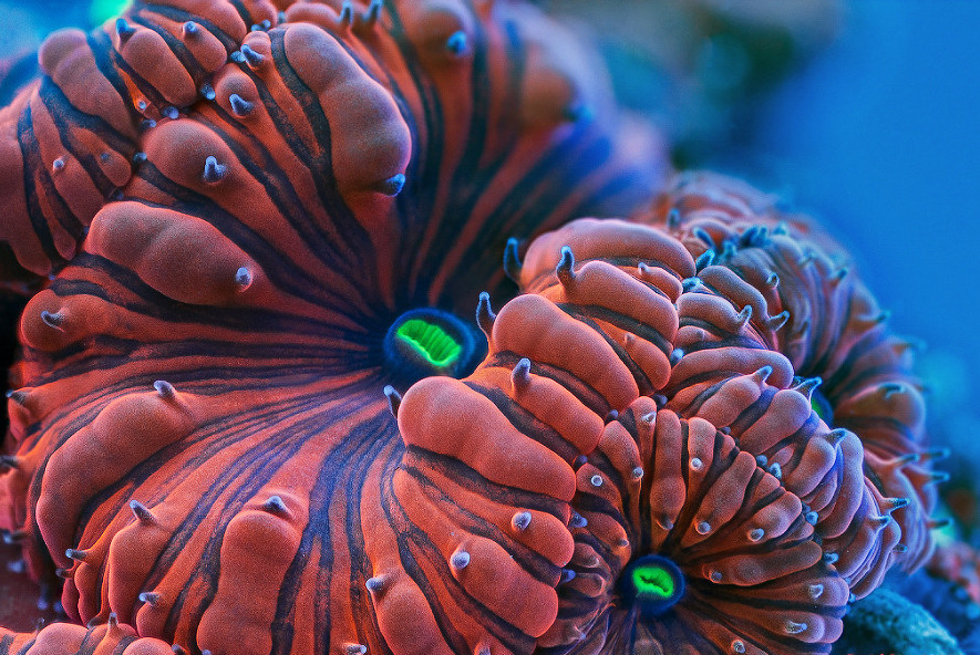 thelovelyseas:  Coral under high magnification by Daniel Stoupin