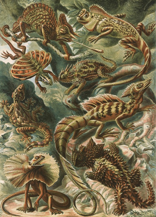 Lacertilia - Ernst Haeckel - 1904 - via LOC