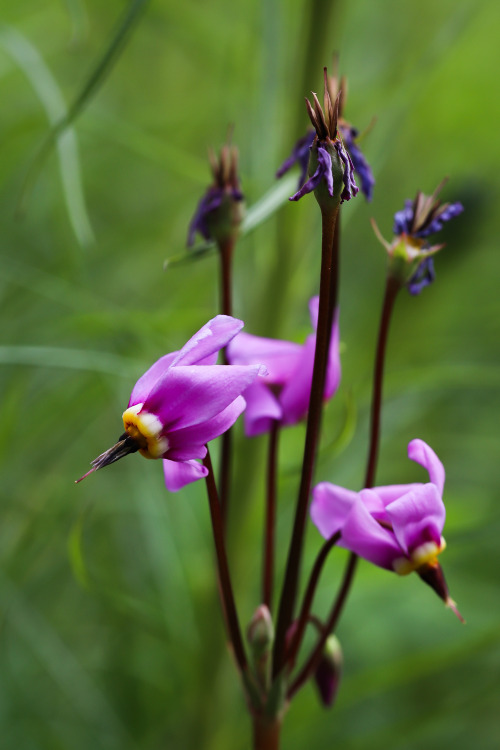 Early May promises -  Meadow dwellers adding quite the different look to a semi cultivated garden al