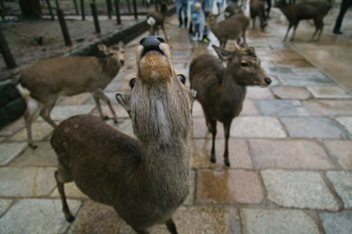 To Nara.Canon 5D & 24-105mm f/4L. Dec, 2016.