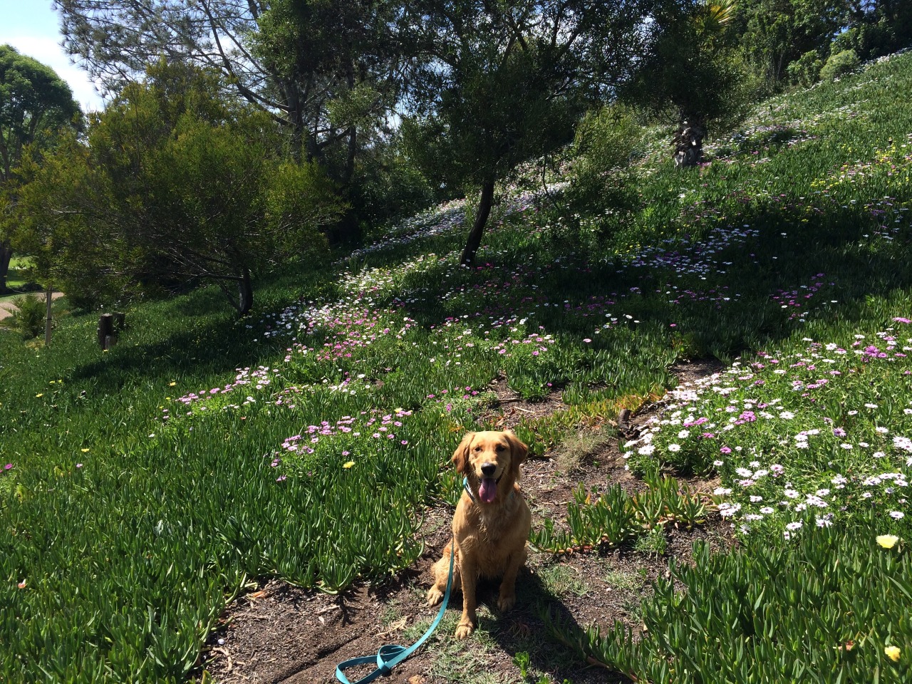 ciaraskellington:  Ditching on Fridays to hang out with dogs should become a thing.