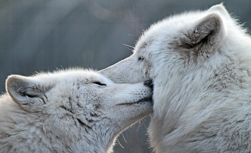 wolveswolves:  Hudson Bay wolves (Canis lupus hudsonicus) by J. A. Kok