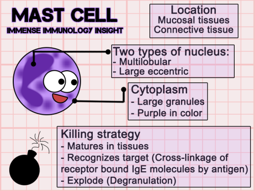 A mast cell is just like a Basophil except it matures in tissues.Important in IgE mediated allergic 
