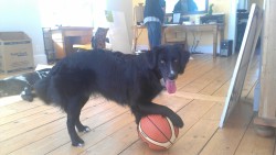6woofs:  feliscanis:fleshcircus:  &ldquo;You gonna try to take it? Bring it, bitch&rdquo;  hoop dreamz  Luka’s up for a game.
