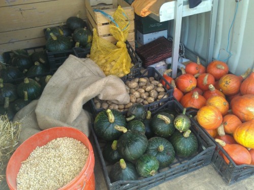 alessandrogilmozzi:Last harvest at the farm “Terre Altre” for the winter. Only carrots and turnips a