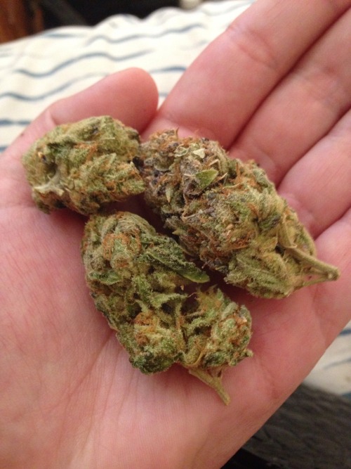 livingshattered: Gorgeous buds did great things for my grinder