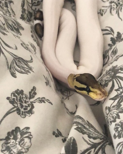 The longer I have Pretzel the more I realize snakes are the weirdest animals ever (at North Vancouve