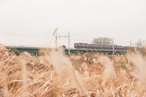 ススキ電車 by TKBou on Flickr.