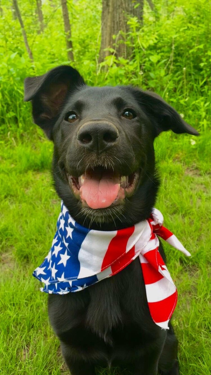 hoplite-operator:  :D 🇺🇸