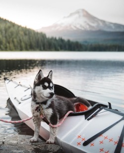 upknorth: All you really need is a pup and some wild views. Trillium Lake, Mt. Hood by @taylersteven. Follow us on Instagram @upknorth 