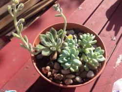 odyssvus:  Bought some new guys today just in time for summer!