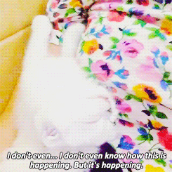 tayloralisonswft:  taylorswift: Not even kitten right meow. 