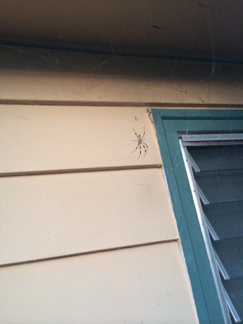 viperfishy:A pretty golden silk orb-weaver has taken up residence on my house :D she has a tiny male