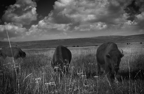 Wild Buffalo.Wind Cave, South Dakota