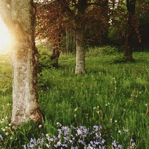 honeysucklefawn:Geminnorum on instagram
