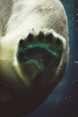 lsleofskye:  Polar Bear 