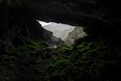 Lush green foliage growing in one of Snowdonia’s secret caves.