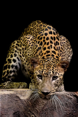 earthandanimals:   Leopard Stare   Photo