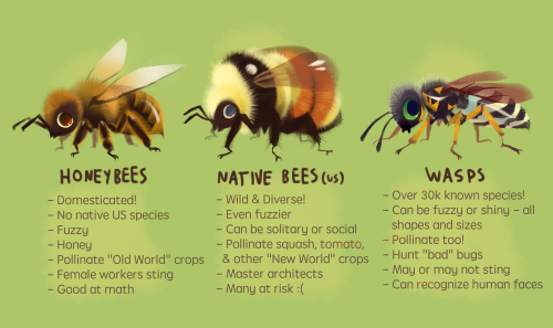 night-dark-woods: bedupolker: I’ve been seeing some WASP NEGATIVITY lately so just a reminder 