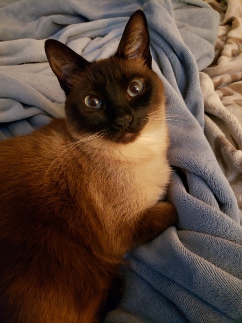 I Almost Forgot It Is My Cat's Birthday! He Is 3 Years Old And Is Just A Ray Of Sunshine And Cuddles.