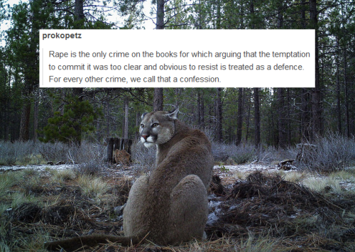 socialjusticefelines: [photo // post][[ Image Description: A photo featuring a cougar looking about 