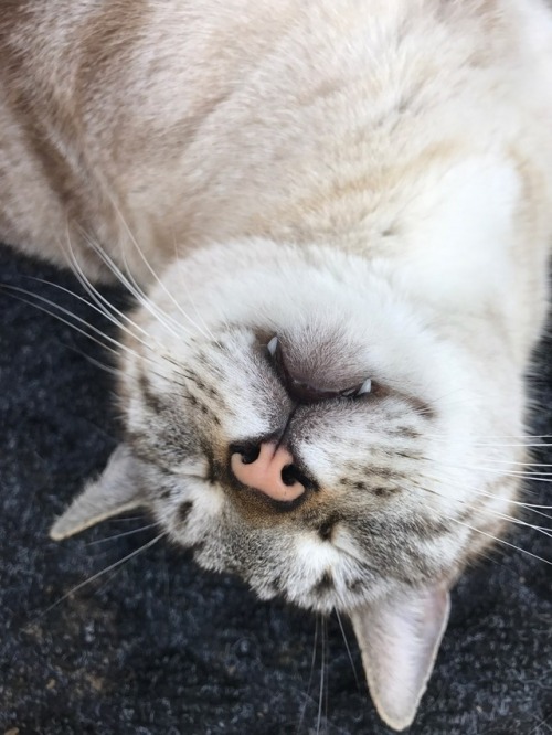cute teefies