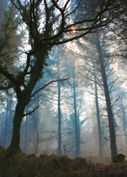 travelingcolors:  Dartmoor Forest | England