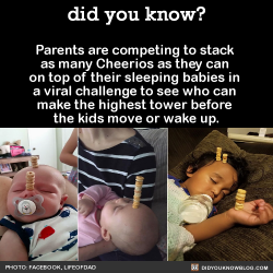 did-you-kno:  Parents are competing to stack  as many Cheerios as they can  on top of their sleeping babies in  a vial challenge to see who can  make the highest tower before  the kids move or wake up.  SourceSome valiant efforts…Both impressive, for