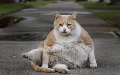 allcreatures: Norm Lopez the cat is photographed in front of his house in Sacramento. Norm Lopez has
