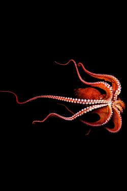 3leapfrogs20:  wasbella102:A North Pacific Giant Octopus by Mark Laita •=• •=• •=• /3leapfrogs