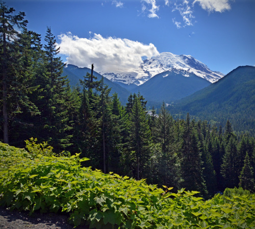 greatoutdoorslife: trekethos: Mount Rainier National Park, Washington greatoutdoorslife.tumblr.com